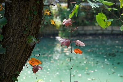 Close-up of flowering plant against tree trunk