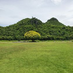 Scenic view of trees on field against sky