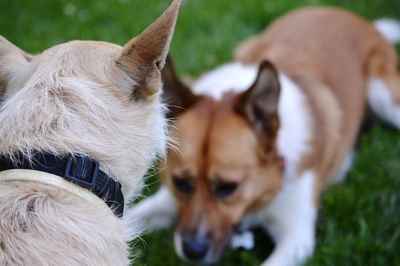 Close-up of a dog on field