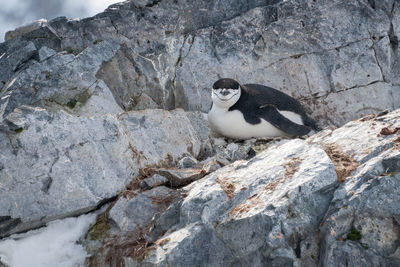 Chinstrap penguin lies on rock facing camera