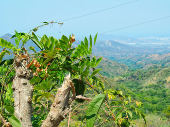 Plants growing on landscape against sky