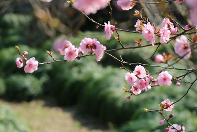 Close-up of pink flowers on branch