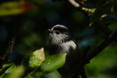 Close-up of bird perching on branch