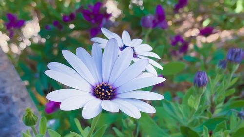 High angle view of purple flowering plant