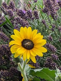 flowering plant