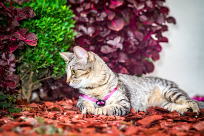 Cat sitting on autumn leaves