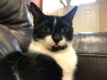 Portrait of cat sitting on sofa at home