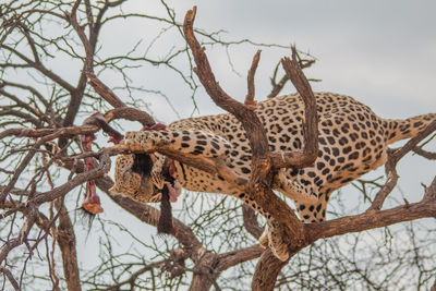 Low angle view of cat on tree