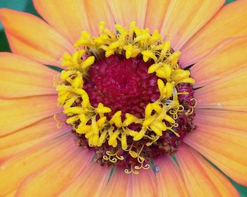 Close-up of fresh yellow flower blooming outdoors