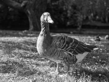 Close-up of a bird on field