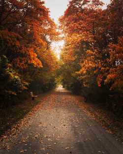 Road amidst trees during autumn