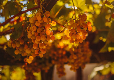Close-up of yellow flowering plant
