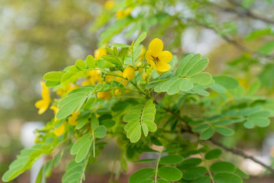 Close-up of yellow flowering plant