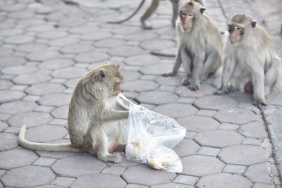 Close-up of monkey