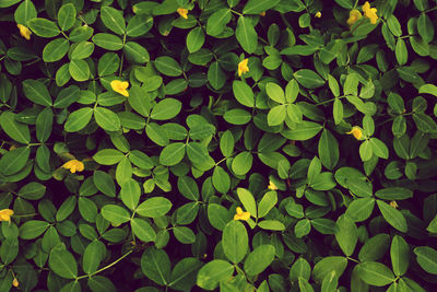 Full frame shot of leaves on field