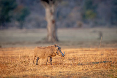 View of giraffe on land