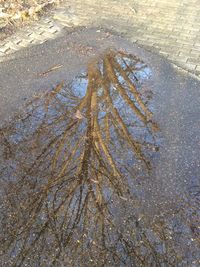 Reflection of trees in puddle