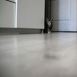 Portrait of cat sitting on floor at home