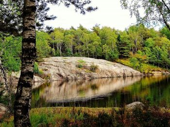 Scenic view of lake in forest