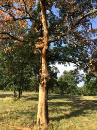 Trees on field against sky