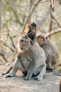 Monkeys sitting on tree