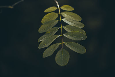 High angle view of leaves on plant