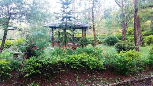 Gazebo amidst trees in forest