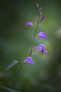 Close-up of purple flowers blooming outdoors