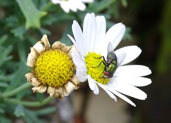 Close-up of insect on white flower