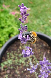 Bee pollinating on purple flower