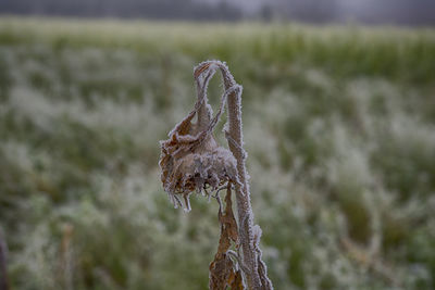 Close-up of dead plant on land