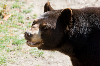 Close-up of bear looking away on field