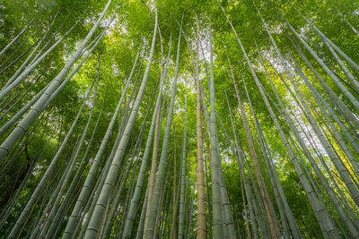 Low angle view of bamboo trees in forest