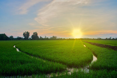 Scenic view of agricultural field against sky during sunset