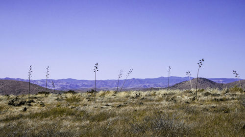 Scenic view of landscape against clear blue sky