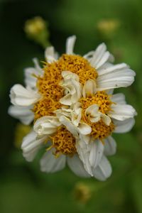 Close-up of white flowers