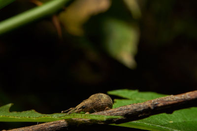 Close-up of lizard on tree