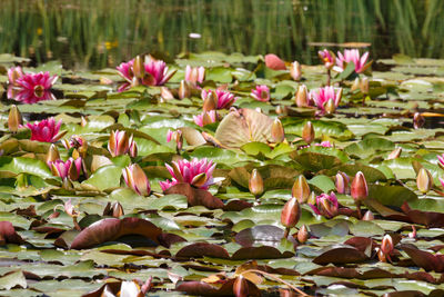 Close-up of pink water lilies in lake