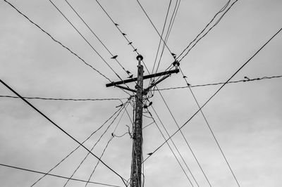 Birds on a power line post