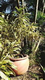 Close-up of potted plant