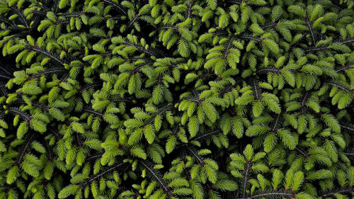 Full frame shot of green leaves