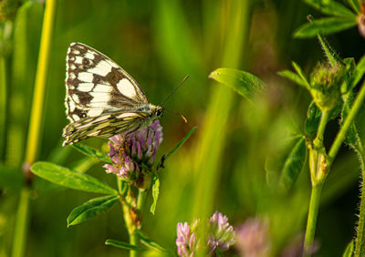 Marbled white english butterfly black spotted wings perched on wild flowers spring view