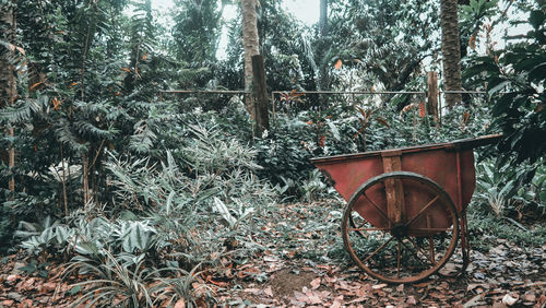 Plants growing on old tree trunk in forest