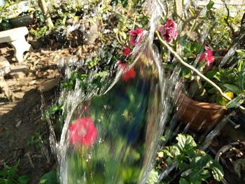 Close-up of red flowering plants by water