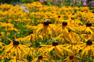 Close-up of black-eyed susan flowers blooming at park