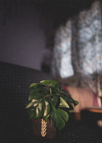 Close-up of hand on potted plant at night