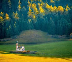 Scenic view of trees in forest during autumn