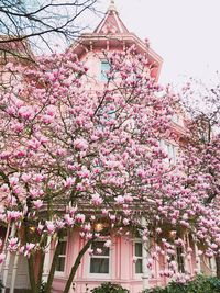 Low angle view of pink flowering tree against sky