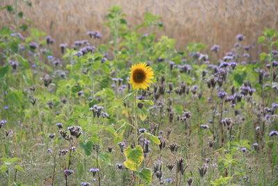 Sunflower on a field