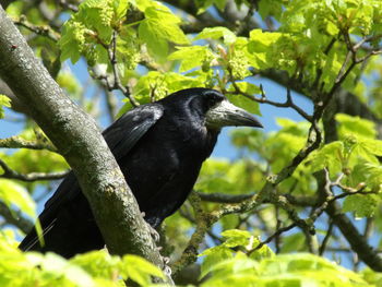 Black bird perching on a tree